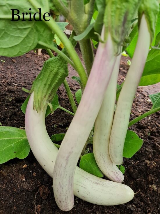 Bride (baklažānu sēklas)